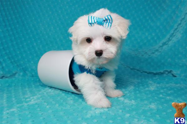 lvpuppyheaven Picture 3